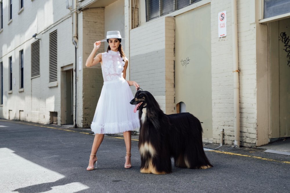 Jonte Designs, Year of the Dog Shoot with Afghan Hounds