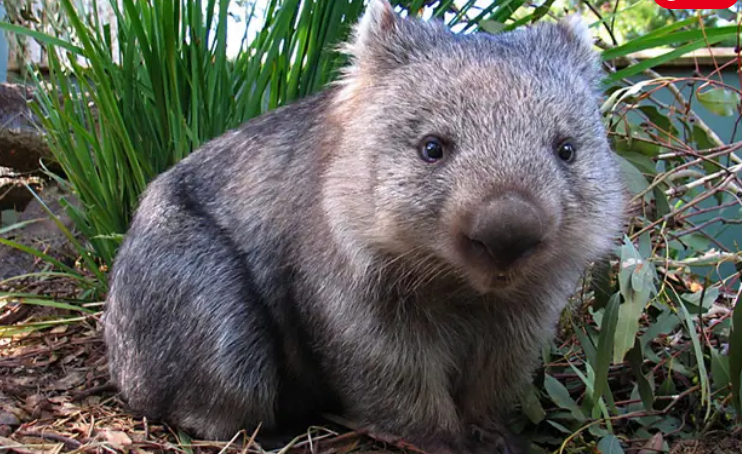 Australian native animal - the wombat